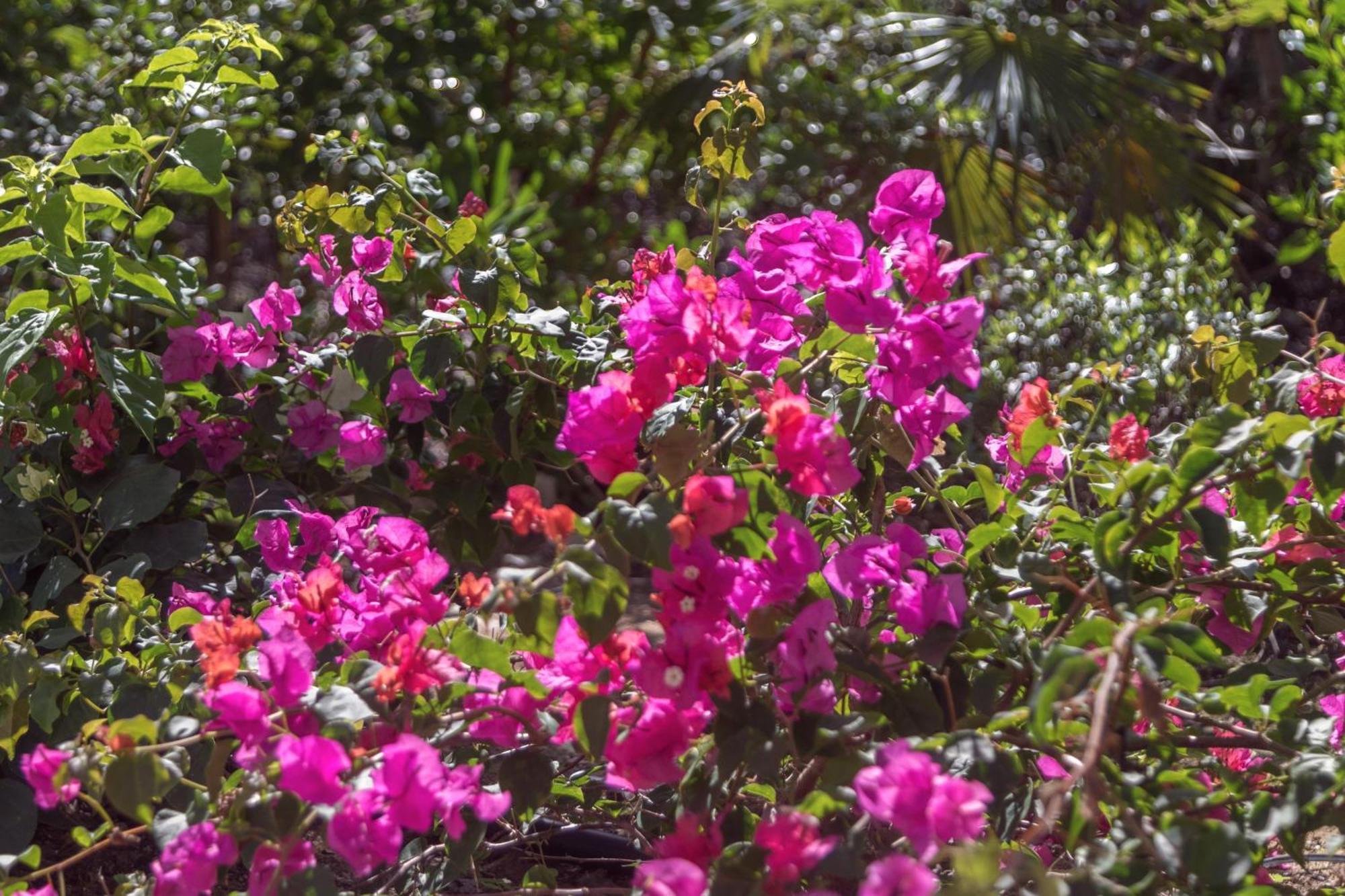 Esencia Cottage Long Bay Bagian luar foto